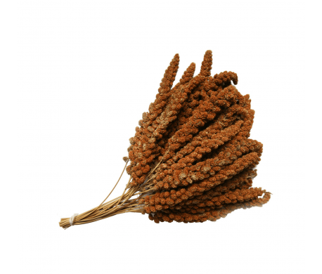 Trosgierst rood Trosgierst rood