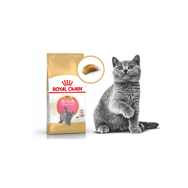 Gronden heilig wij Royal Canin British Shorthair Kitten 10kg kopen? | Dierenverblijf.com