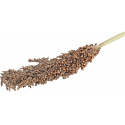 Dari Kolf 100 gram
