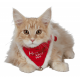 Kersthalsband voor honden en katten