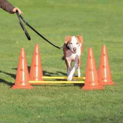 Trixie Dog Activity Hindernissen (4 pionnen + 2 stangen)