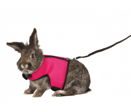 Soft-tuig met riem voor konijnen kopen? | Dierenverblijf.com