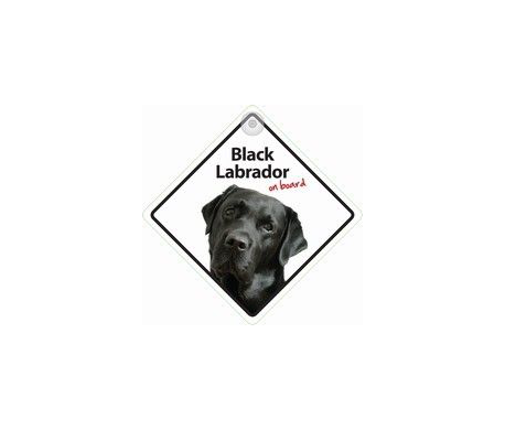 Black Labrador on board