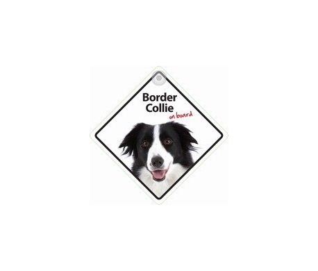 Border Collie on board