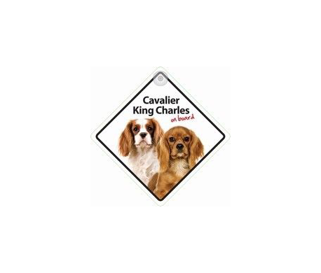 Cavalier King Charles on board Cavalier King Charles on board