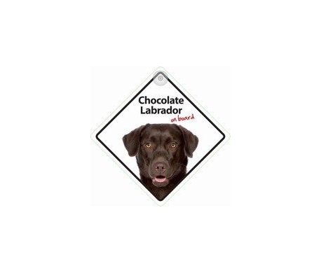 Chocolate Labrador on board Chocolate Labrador on board