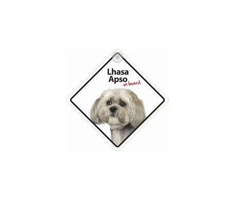 Lhasa Apso on board Lhasa Apso on board