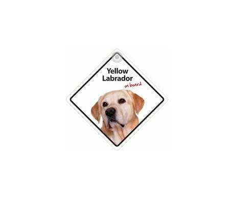 Yellow Labrador on board