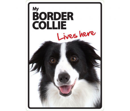 Border Collie Lives here