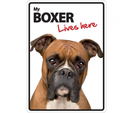 Boxer Lives here