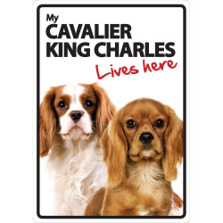 Cavalier King Charles Lives here