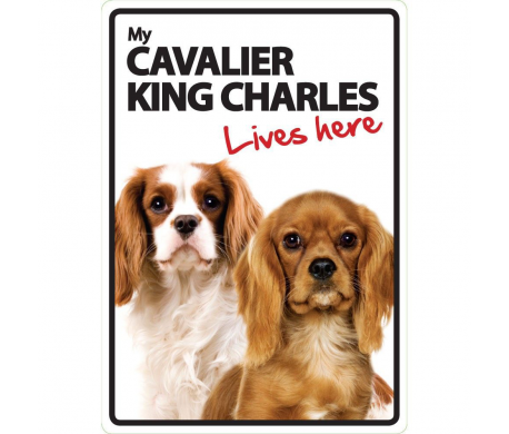Cavalier King Charles Lives here Cavalier King Charles Lives here