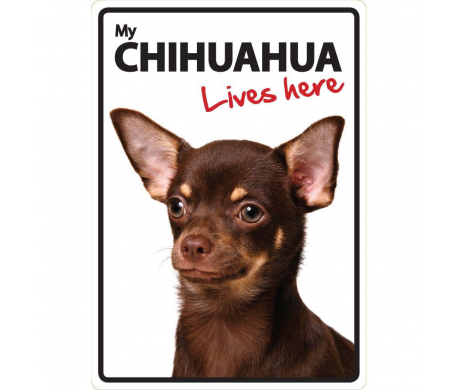 Chihuahua Lives here Chihuahua Lives here