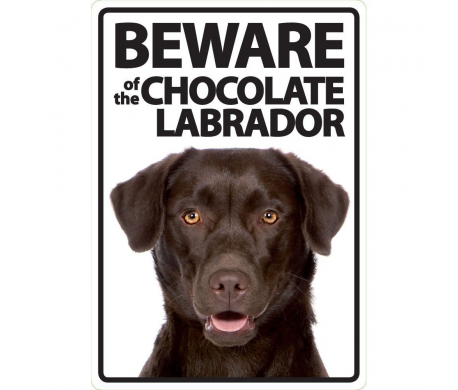 Chocolate Labrador Lives here