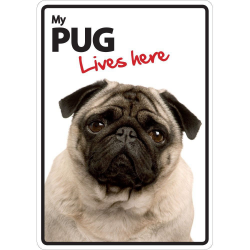 Pug Lives here