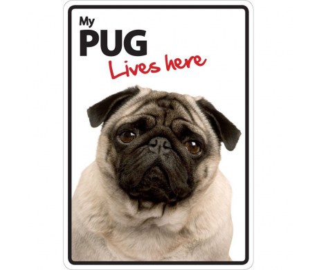 Pug Lives here Pug Lives here