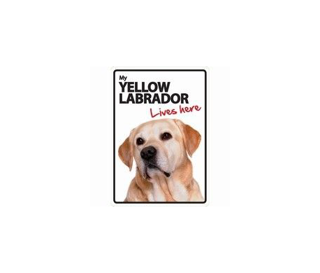 Yellow Labrador Lives here
