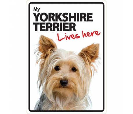 Yorkshire Terriër Lives here