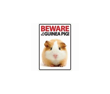 Beware of the Guinea Pig