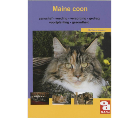 Maine coon
