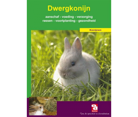 Dwergkonijn Dwergkonijn