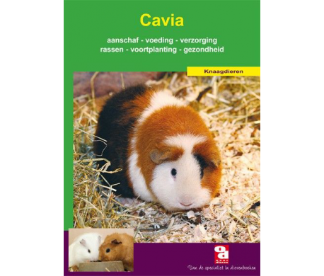 Cavia