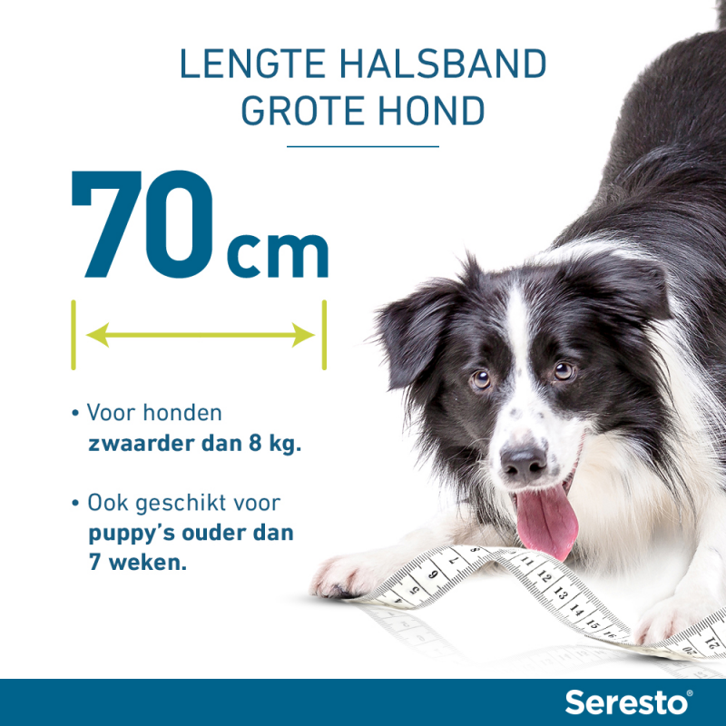 details Verwachting vergeetachtig Seresto Halsband voor Honden kopen? | Dierenverblijf.com