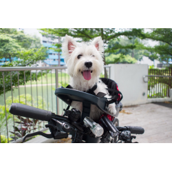 Buddyrider