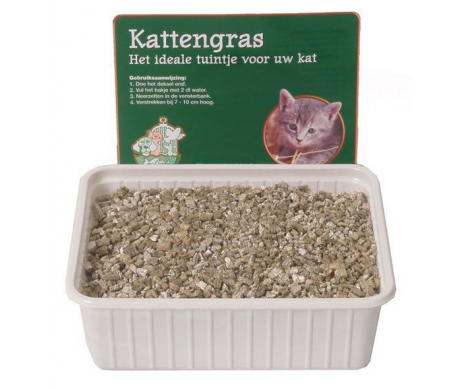 Kattengras Kattengras