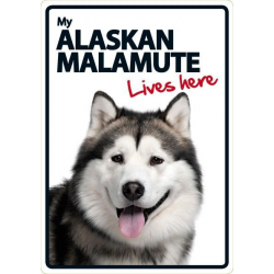 Alaskan Malamute Lives here