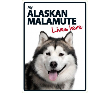 Alaskan Malamute Lives here Alaskan Malamute Lives here