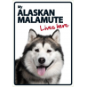 Alaskan Malamute Lives here