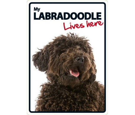 Labradoodle Lives here