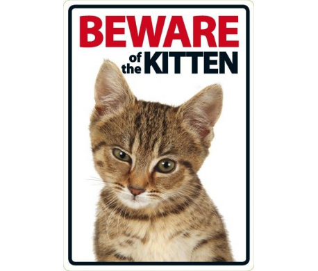 Beware of the Kitten