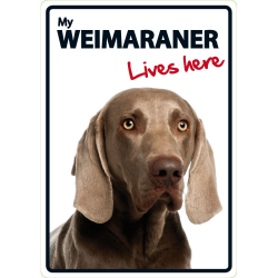 Weimaraner lives here