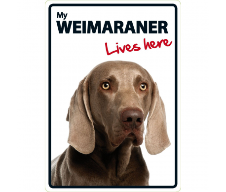 Weimaraner lives here