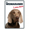 Weimaraner lives here