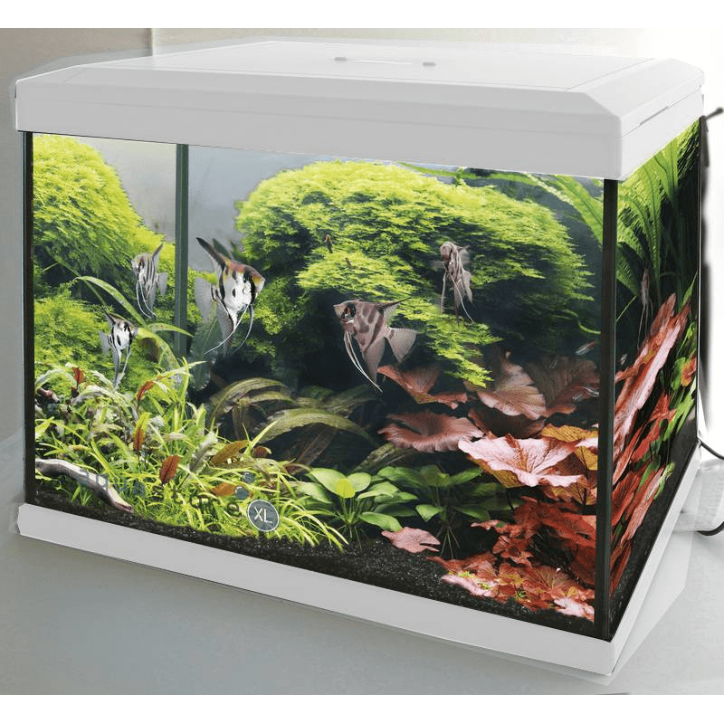 SuperFish Aquarium Expert 30 kopen? Dierenverblijf com SuperFish Aquarium Expert 30 kopen? Dierenverblijf com