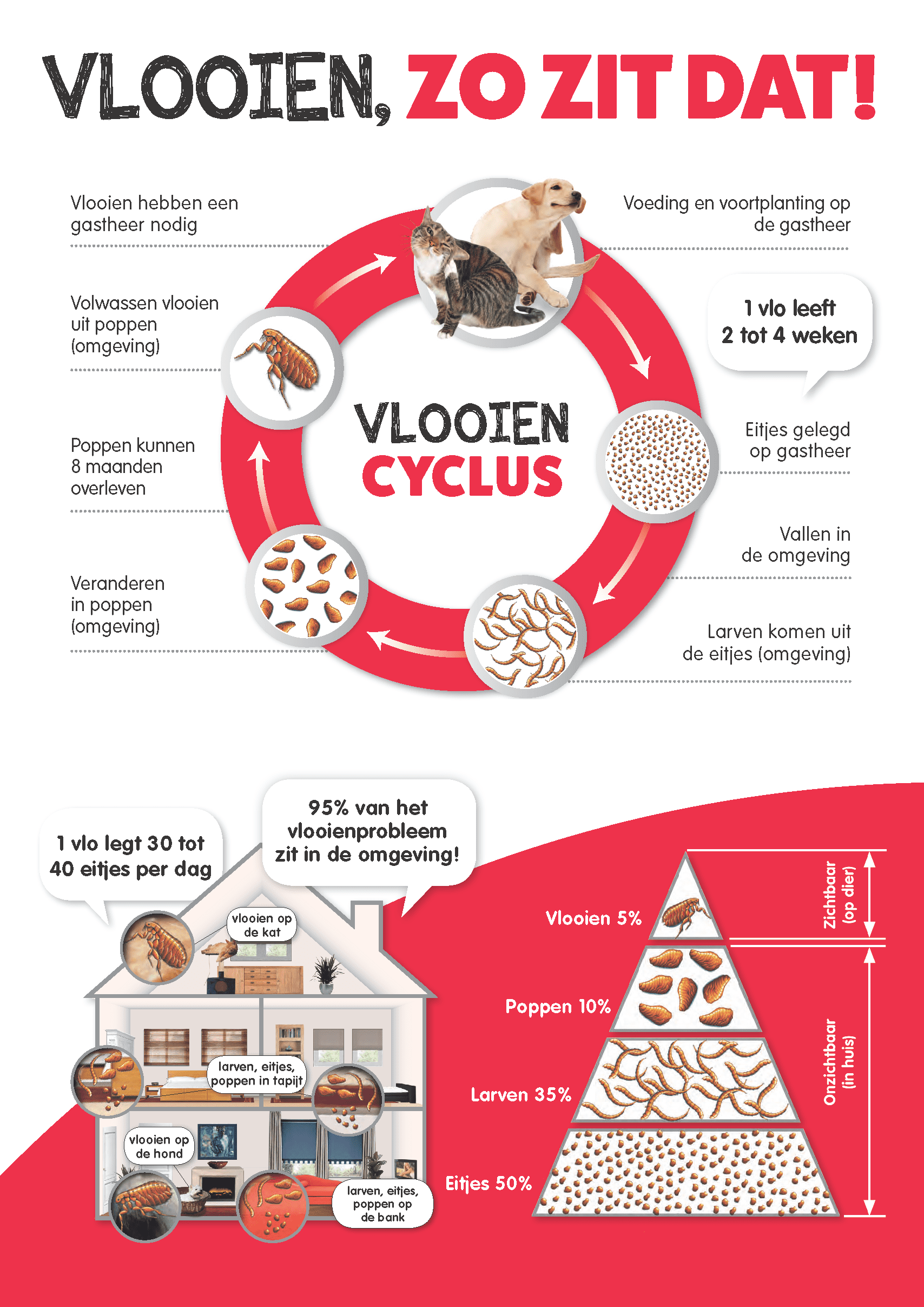 vrede Kruik prins Vlooien bij katten: voorkomen en genezen in 4 stappen!