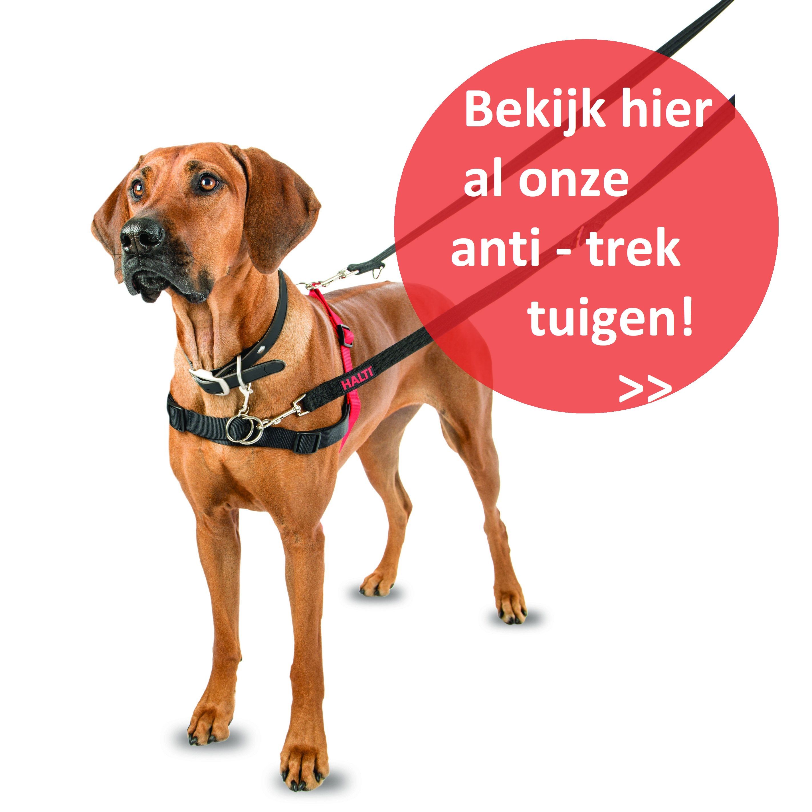 mijn hond laat mij uit! tips bij trekkende hond.