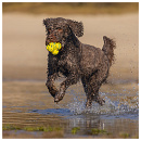 Beeztees Fetch Foam Atoom Geel