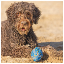 Beeztees Fetch Foam Rugbybal Algo Blauw