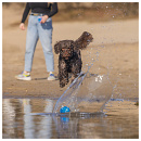 Beeztees Fetch Foam Rugbybal Algo Blauw