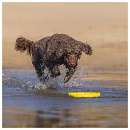 Beeztees Fetch Foam Frisbee Gisa Geel