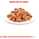 Royal Canin Kattenvoer Kitten in Jelly <br>12 x 85 gr