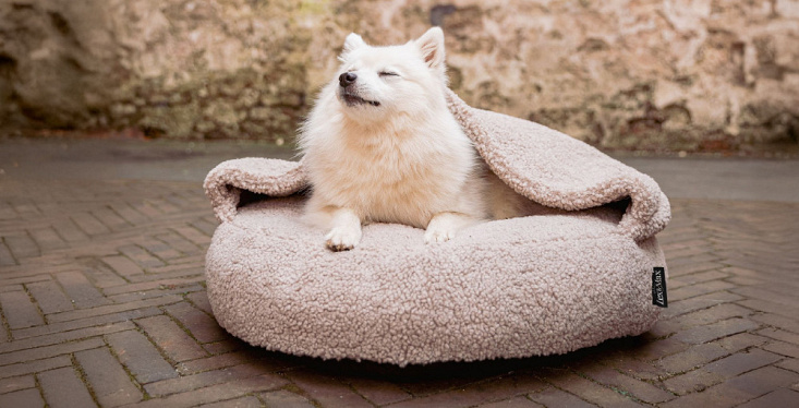 Manden en kussens voor je hond