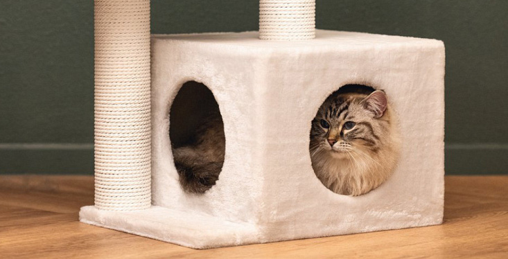 Heb jij al een krabpaal staan?