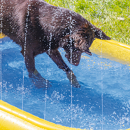 Beeztees Zwembad Palmy Geel