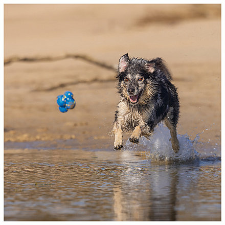 Beeztees Fetch Foam Atoom Blauw