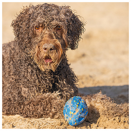Beeztees Fetch Foam Rugbybal Algo Blauw